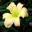 Hemerocallis Silver Fan